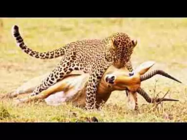 Video: 10 Most Amazing Leopard Attacks  (Leopard Killing Baboon, Zebra, Deer, Porcupine, Cheetah)